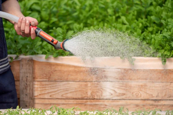 Watering plant in greenhouse garden — Stock Photo, Image