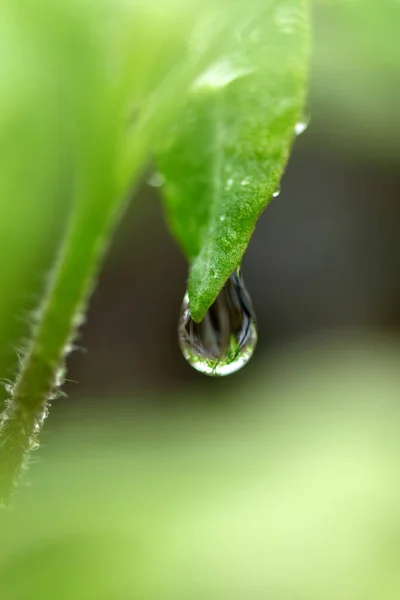 Gota de agua en una macro toma de hoja — Foto de Stock