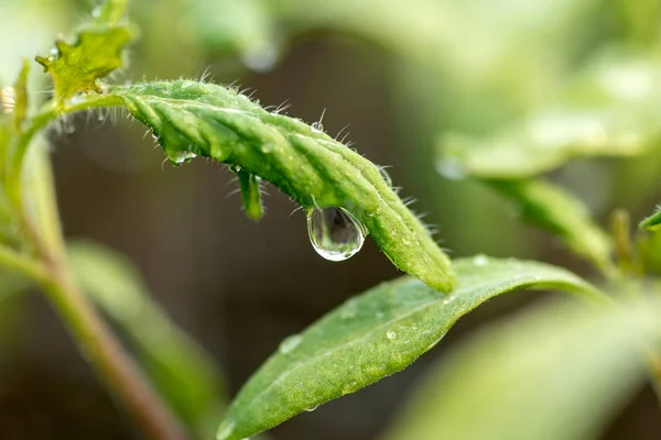 Goutte d'eau sur une feuille macro shot — Photo