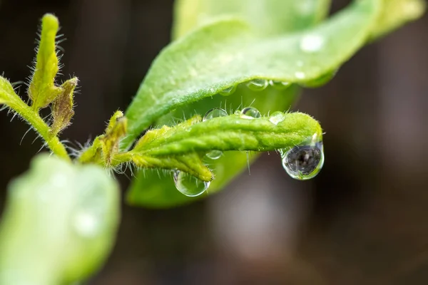 Gota de agua en una macro toma de hoja —  Fotos de Stock