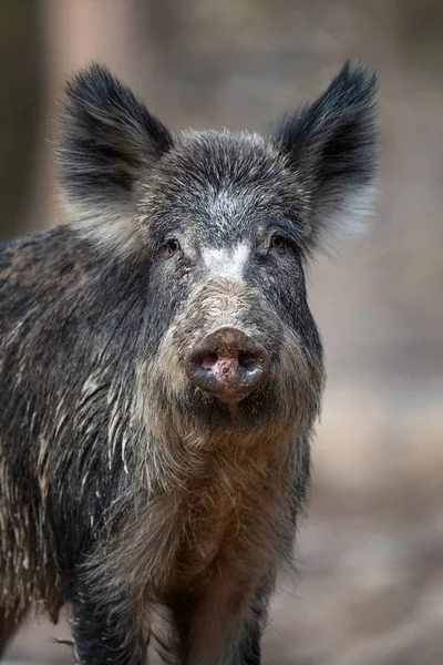 Ormanda portre yaban domuzu — Stok fotoğraf