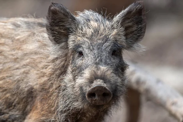 Wild boar in forest