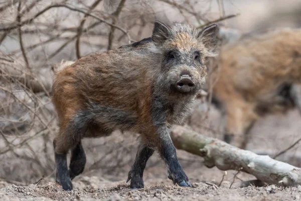 Cinghiale nella foresta — Foto Stock