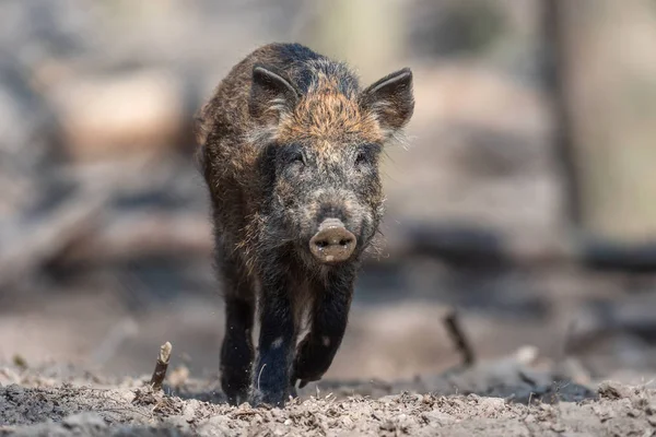 Cinghiale nella foresta — Foto Stock