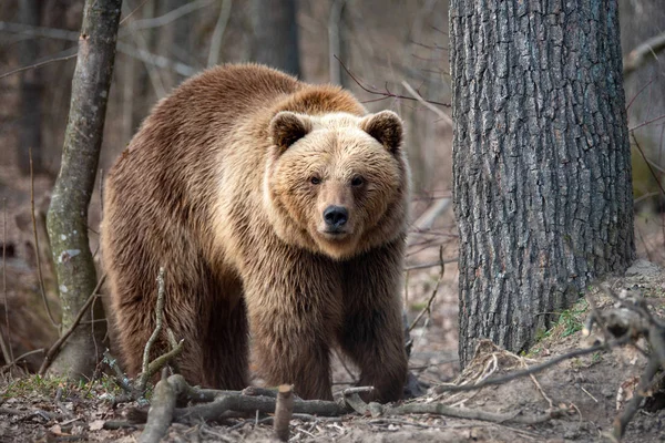 Duży niedźwiedź w lesie — Zdjęcie stockowe