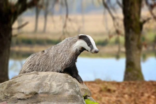 Badger on stone in the spring forest — Stock Photo, Image