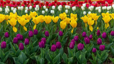 Çiçek açan lalenin bahar tarlaları. Güzellik açık sahne