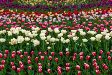 Çiçek açan lalenin bahar tarlaları. Güzellik açık sahne