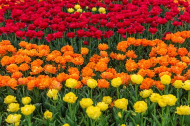 Çiçek açan lalenin bahar tarlaları. Güzellik açık sahne