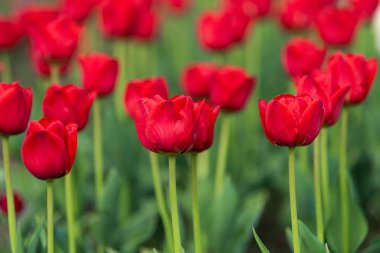 Çiçek açan lalenin bahar tarlaları. Güzellik açık sahne