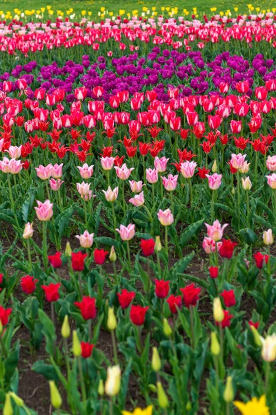 Frühlingsfelder mit blühenden Tulpen. Schönheit im Freien — Stockfoto