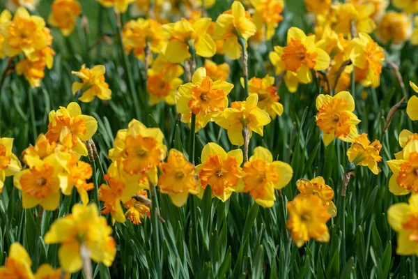 Narcissus fältet blommar på våren i trädgården — Stockfoto