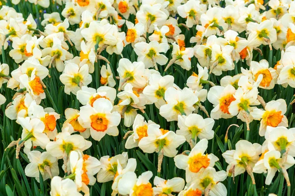 Narcissus field in bloom on spring in garden — Stock Photo, Image