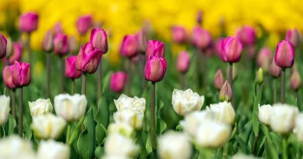 Campos de primavera de tulipa florescente. Beleza cena ao ar livre — Fotografia de Stock