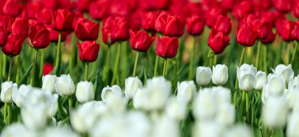 Весенние поля цветущего тюльпана. Красота на открытом воздухе — стоковое фото