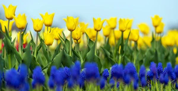 Spring fields of blooming tulip. Beauty outdoor scene — Stock Photo, Image