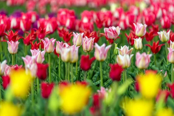 Весенние поля цветущего тюльпана. Красота на открытом воздухе — стоковое фото