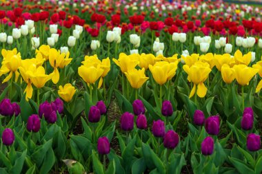 Çiçek açan lalenin bahar tarlaları. Güzellik açık sahne