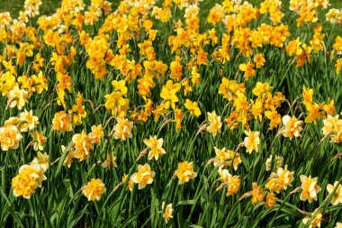 Bahçede baharda çiçek açan Nergis tarlası