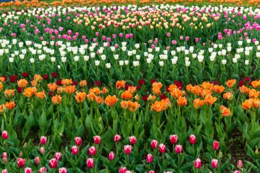 Çiçek açan lalenin bahar tarlaları. Güzellik açık sahne