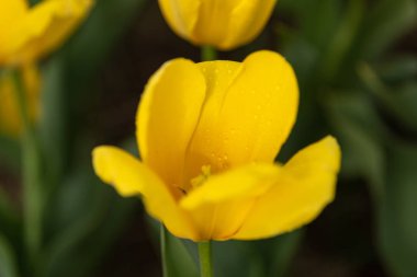 Çiçek açan lalenin bahar tarlaları. Güzellik açık sahne