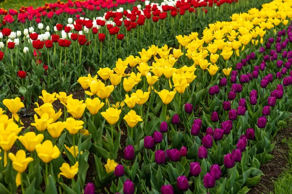 Spring fields of blooming tulip. Beauty outdoor scene — Stock Photo, Image