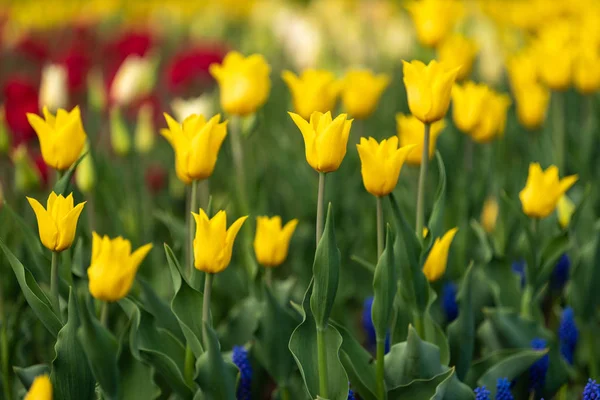 Весняні поля квітучих тюльпанів. Краса на відкритому повітрі сцена — стокове фото
