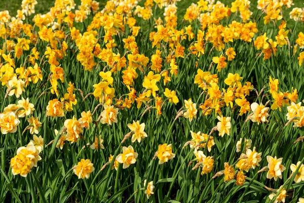 Bahçede baharda çiçek açan Nergis tarlası