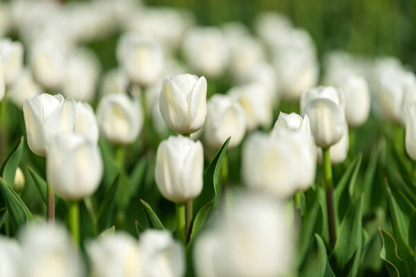 Весенние поля цветущего тюльпана. Красота на открытом воздухе
