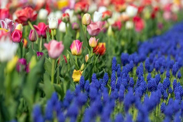 Весняні поля квітучих тюльпанів. Краса на відкритому повітрі сцена — стокове фото