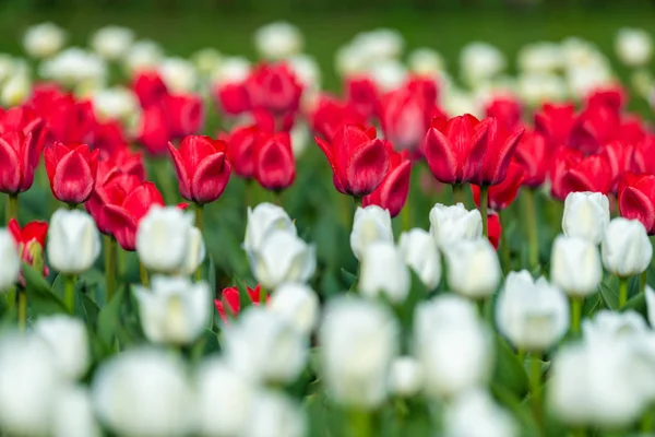 Campi primaverili di tulipano fiorito. Bellezza scena esterna — Foto Stock