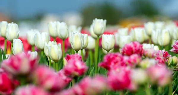 Campi primaverili di tulipano fiorito. Bellezza scena esterna — Foto Stock