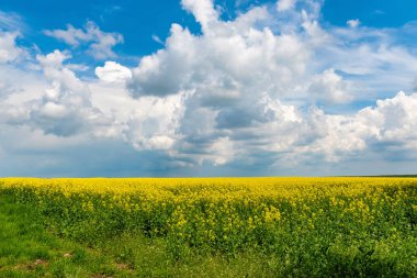 Bahar çiçeği tarlası ve mavi gökyüzü