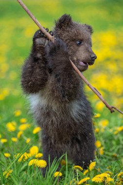 Yaz sahasında oynayan kahverengi ayı yavrusu