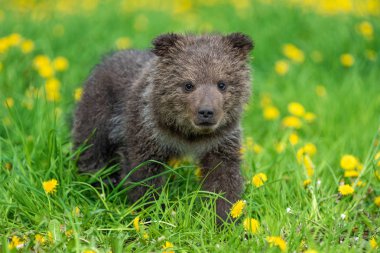 Yaz sahasında oynayan kahverengi ayı yavrusu