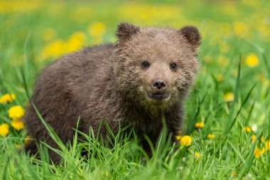 Yaz sahasında oynayan kahverengi ayı yavrusu