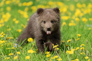 Yaz sahasında oynayan kahverengi ayı yavrusu
