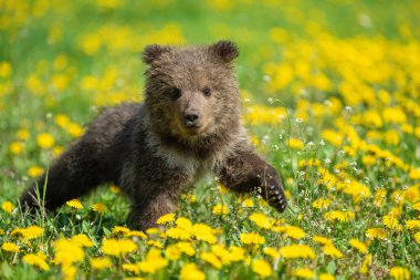 Yaz sahasında oynayan kahverengi ayı yavrusu