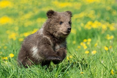 Yaz sahasında oynayan kahverengi ayı yavrusu