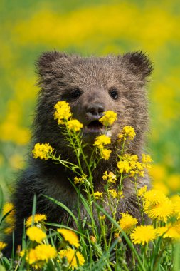 Yaz sahasında oynayan kahverengi ayı yavrusu