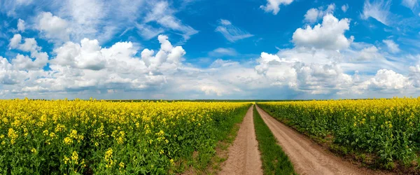 Sarı kolza ve mavi gökyüzüne karşı rield Yol — Stok fotoğraf