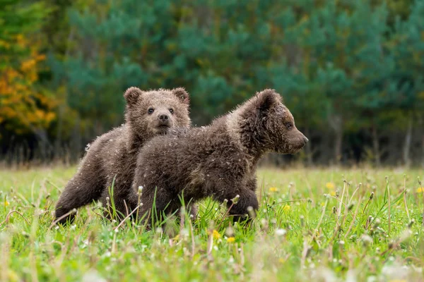 Dos cachorros de oso pardo jugando en el campo de verano —  Fotos de Stock