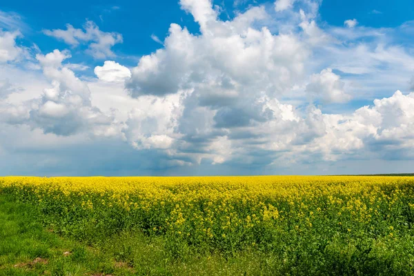 Våren blomma fält och blå himmel — Stockfoto