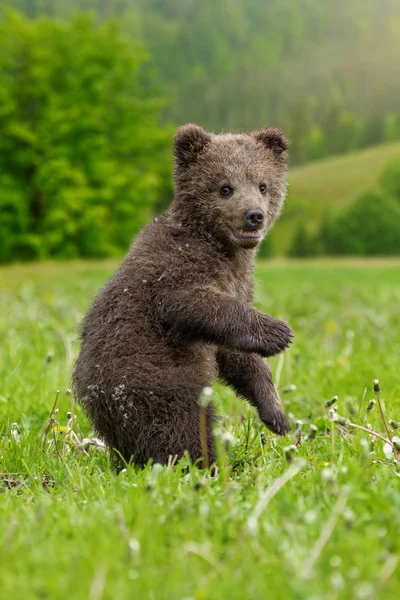 Brown bear cub playing on the summer field — Stock Photo, Image