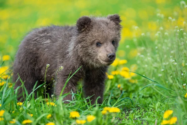 Brown cachorro de oso jugando en el campo de verano — Foto de Stock