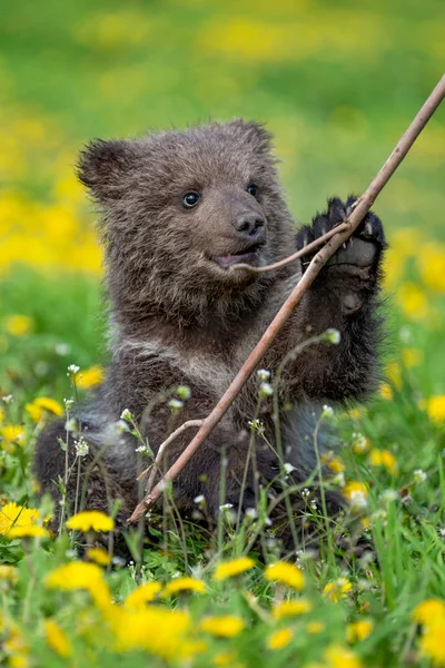 Brown urso filhote jogando no campo de verão — Fotografia de Stock