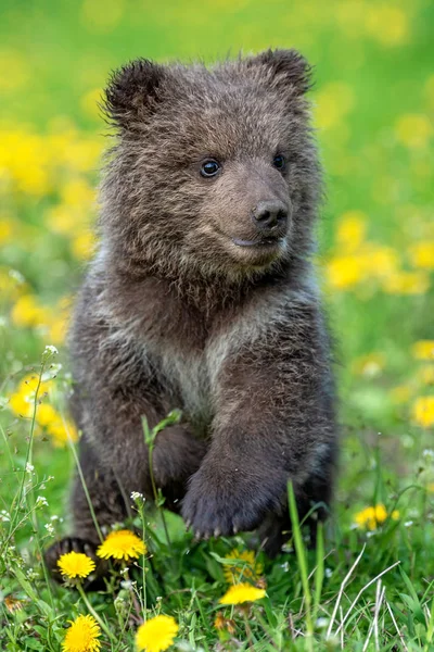 Brown urso filhote jogando no campo de verão — Fotografia de Stock