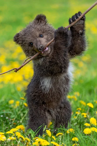 棕熊幼崽在夏天的田野上玩耍 — 图库照片