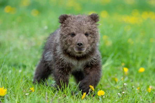 Niedźwiedź brunatny gra na polu letnim — Zdjęcie stockowe