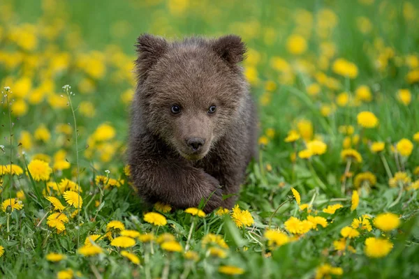 Медвежонок играет на летнем поле — стоковое фото